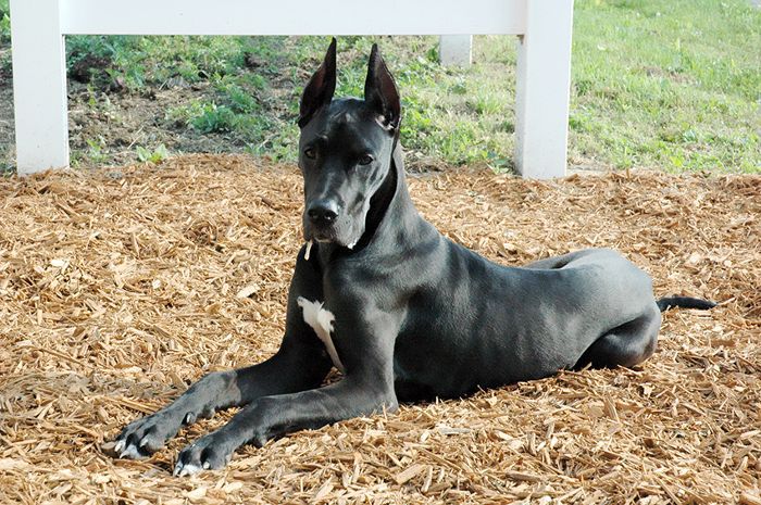 大丹犬，大在世界犬种