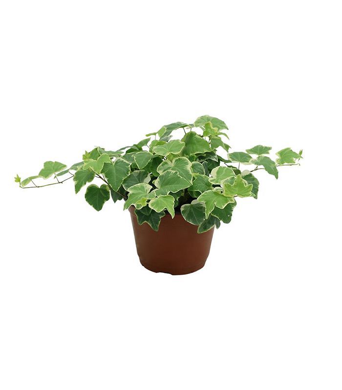 最好的净化植物