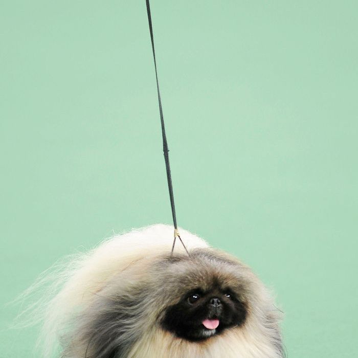 北京人-10最美丽的犬种