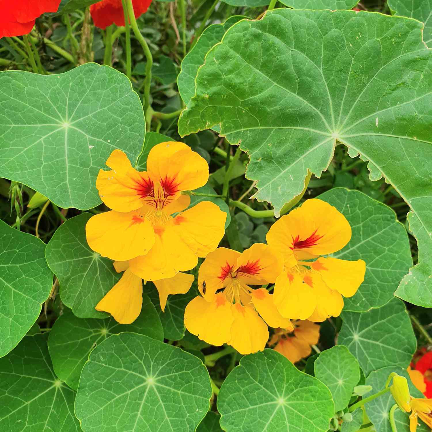 Nasturtium植物在庭院里用橙色和黄色花