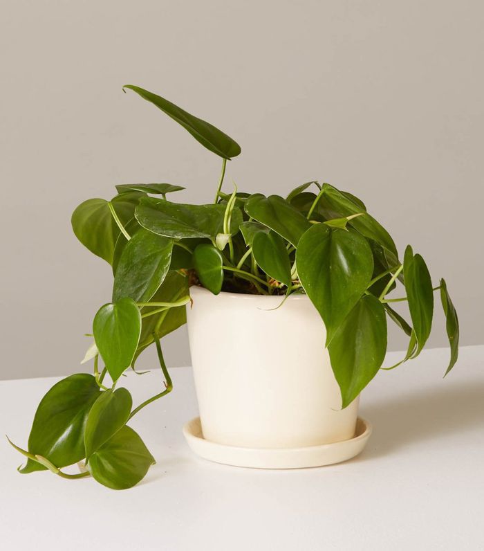 窗台蔓绿八月播种机