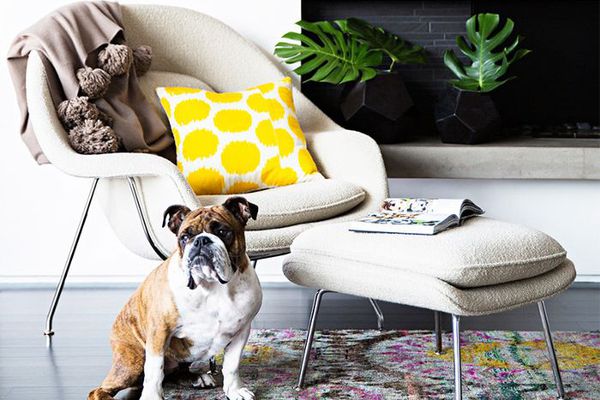 一个阅读的角落和斗牛犬