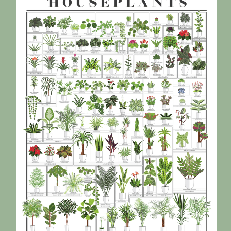 室内植物的园艺图