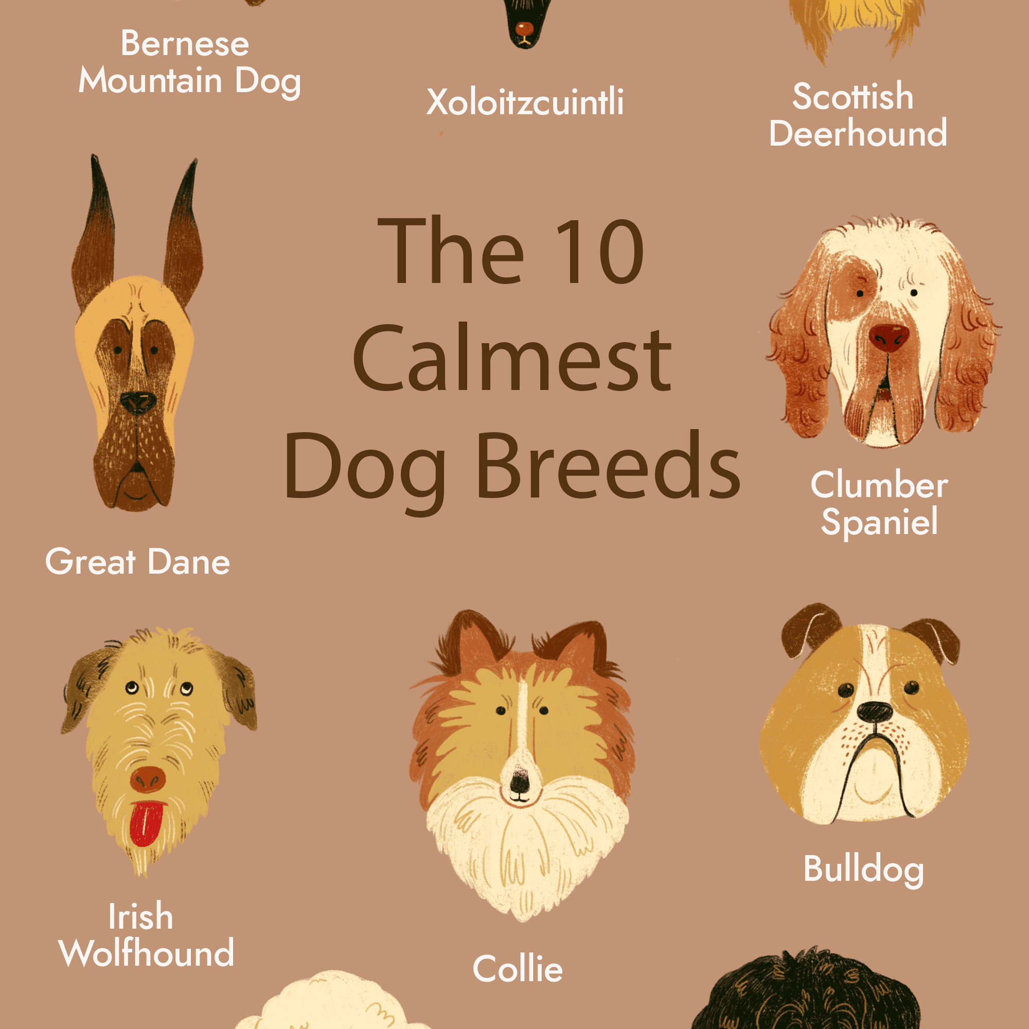 10个最安静的狗品种