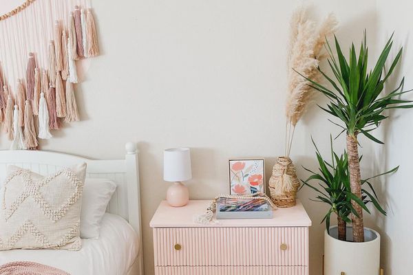 廉价的植物龙血树属植物