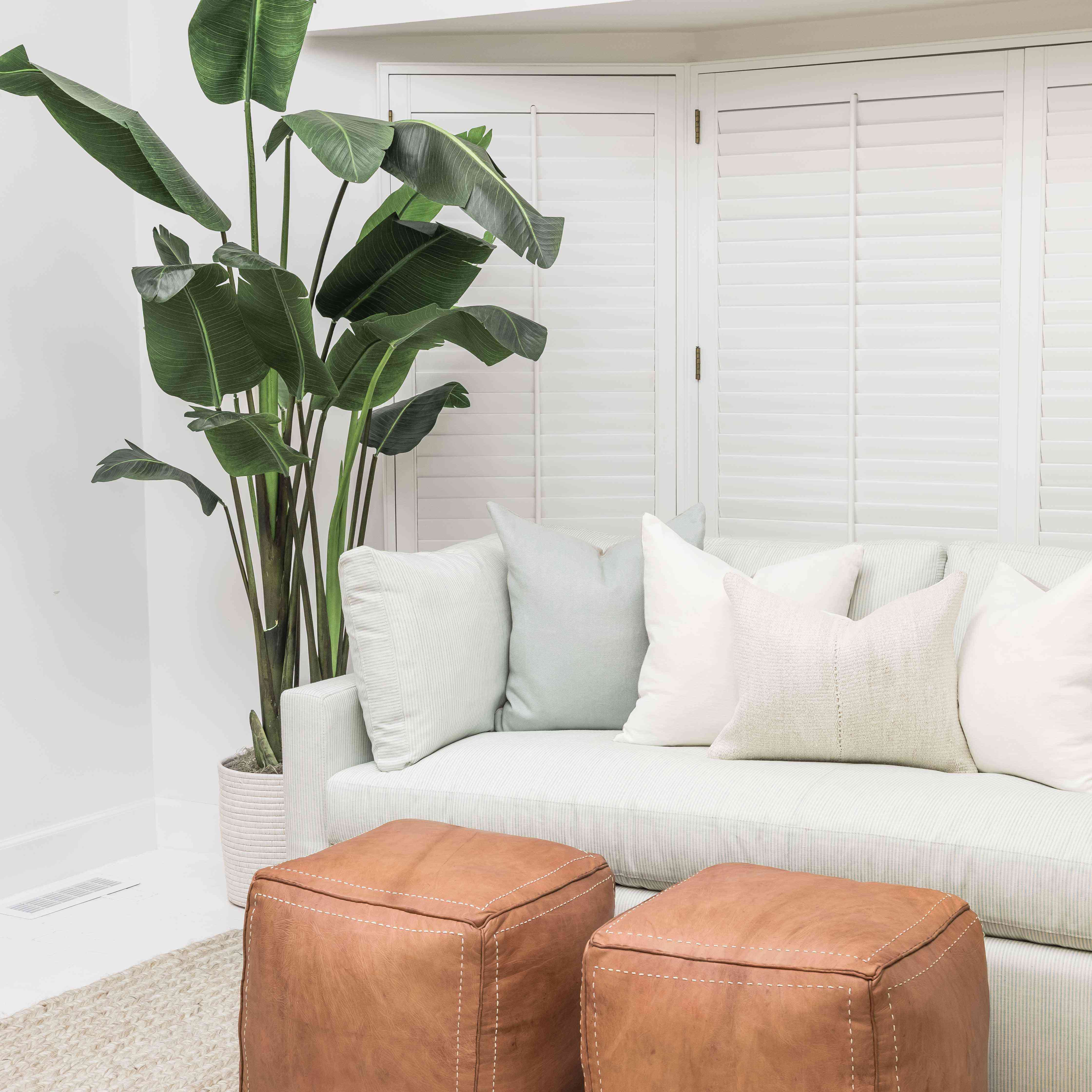 苗圃中的大香蕉植株。