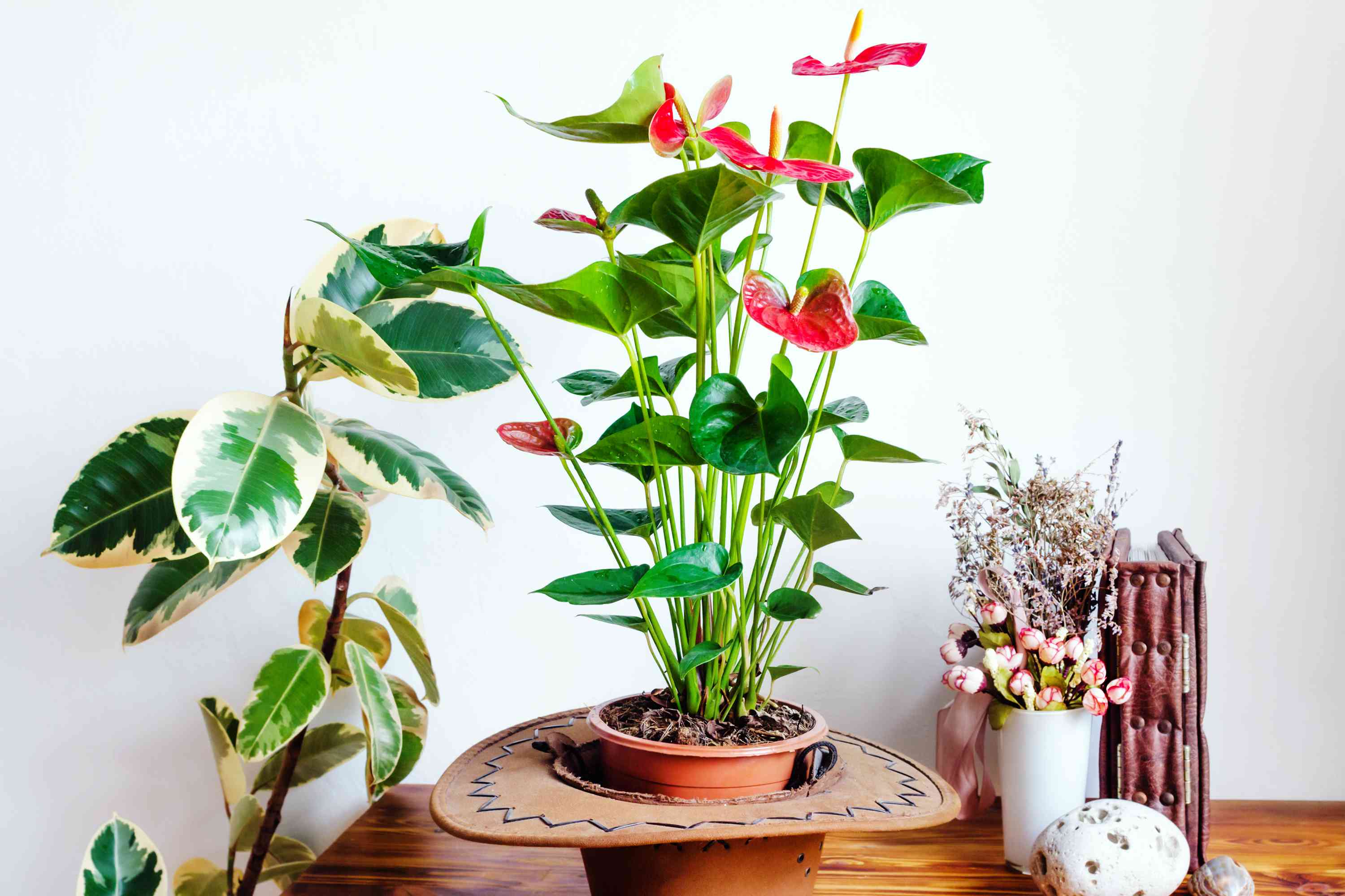 红色安祖花和橡胶厂