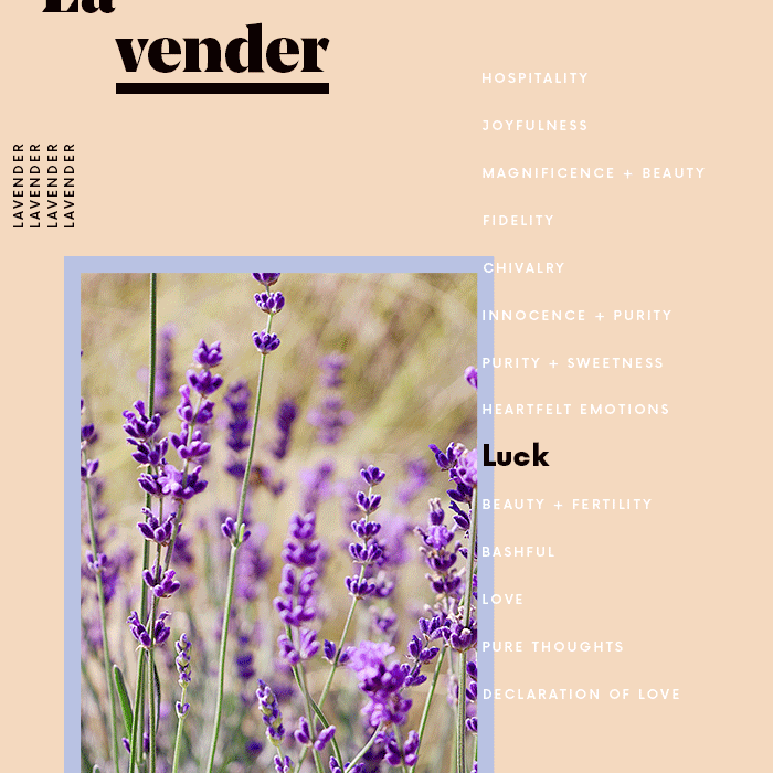 薰衣草花的含义