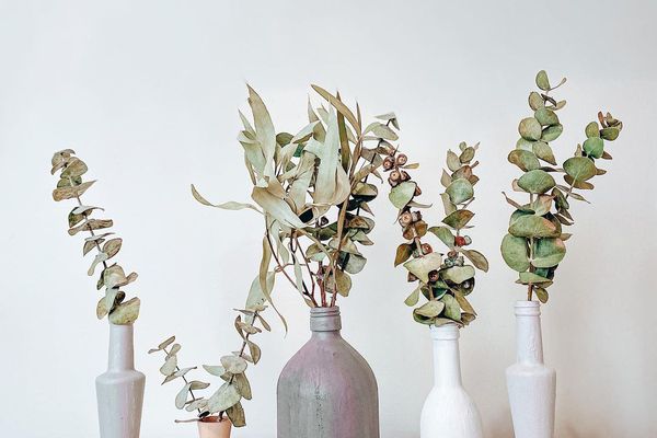 五个不透明的花瓶充满干桉树词根反对白色背景