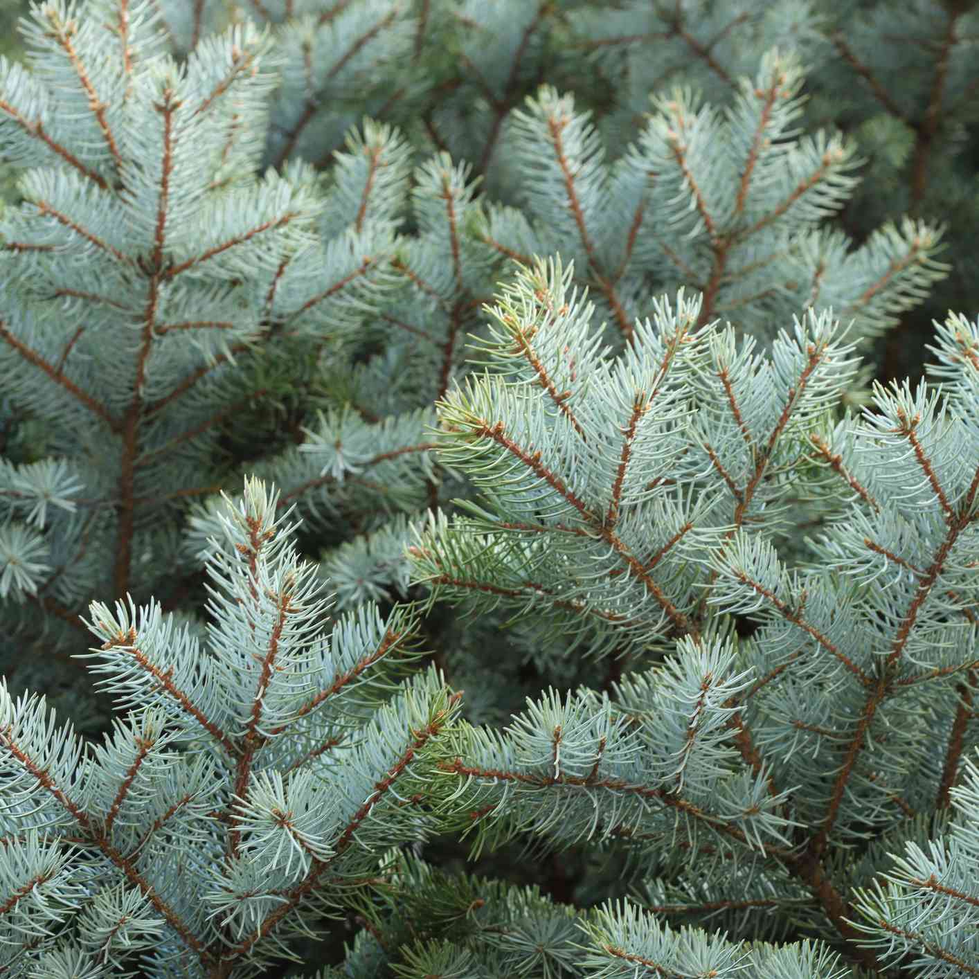 蓝，绿，蓝云杉树枝特写