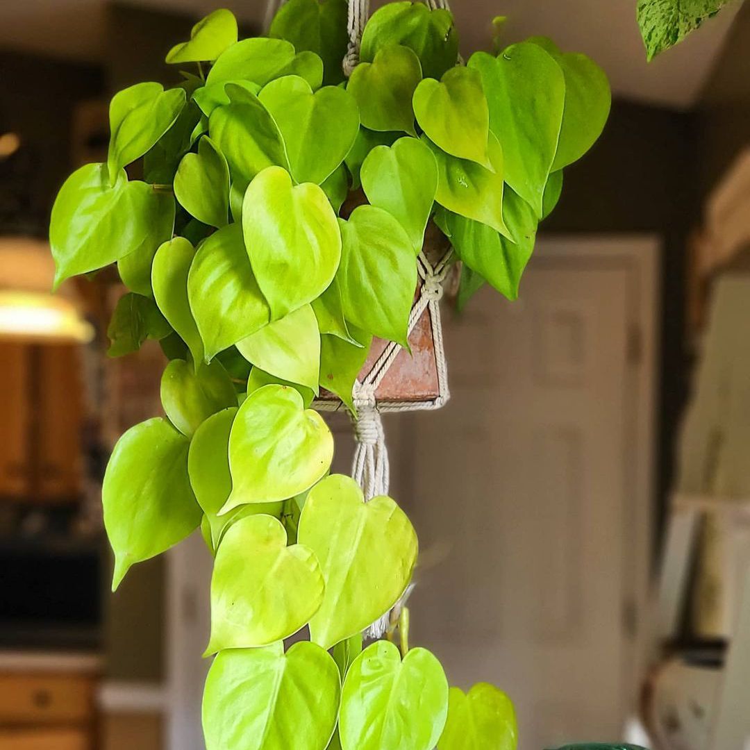 Philodendron柠檬石灰在宏夹具