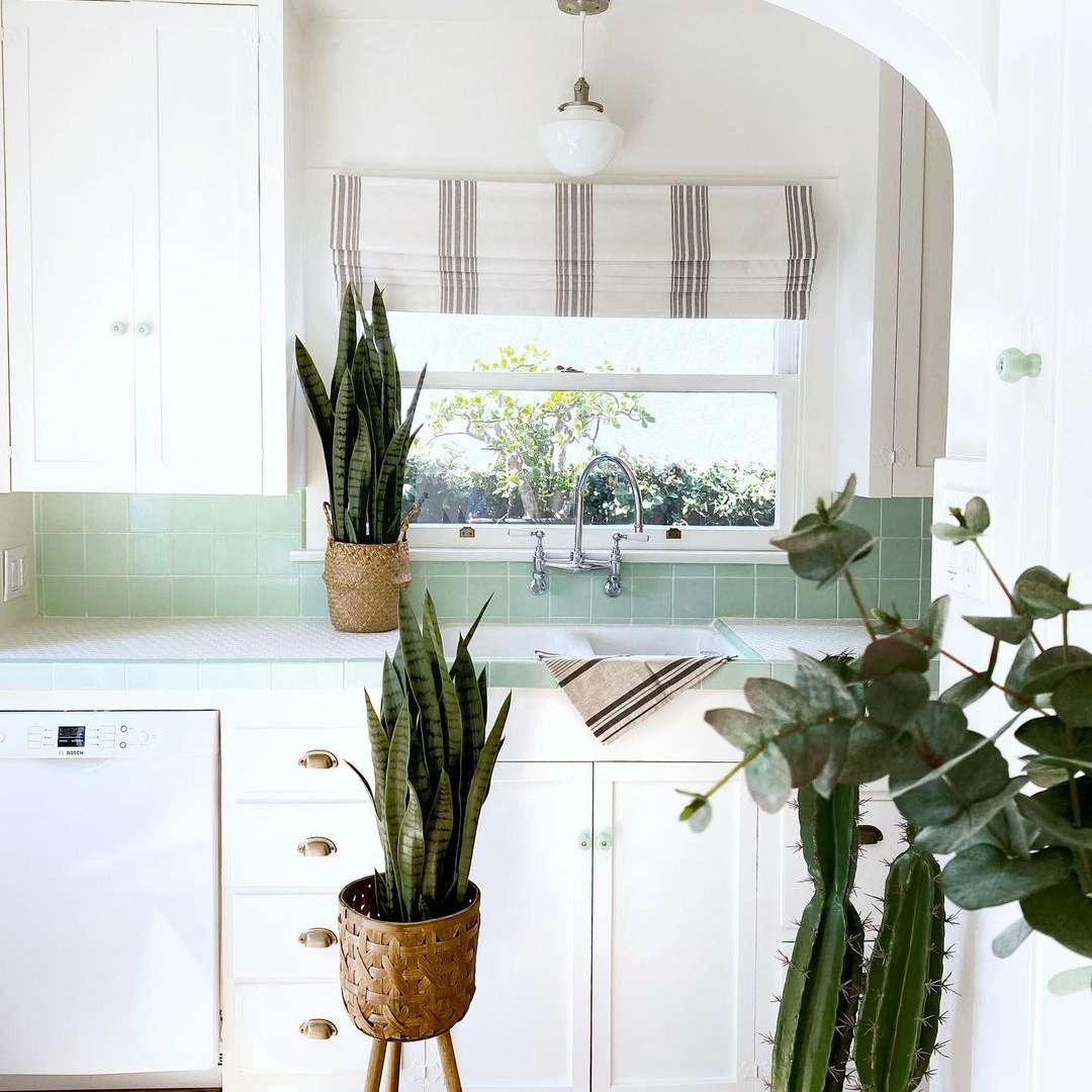 薄荷绿色瓷砖后挡板厨房与植物。