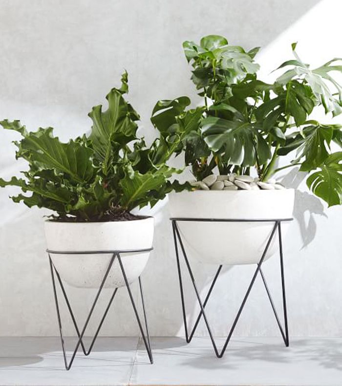 鸢尾种植+人字形支架