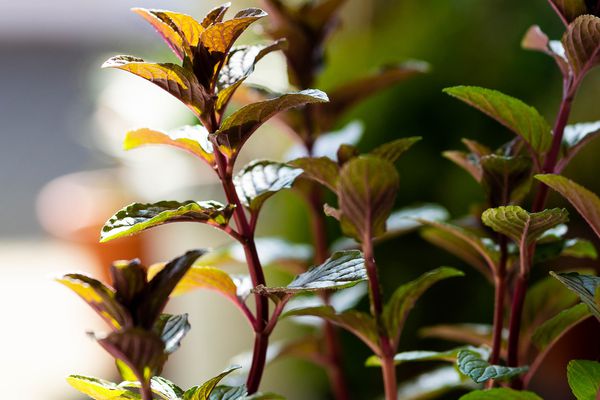 巧克力薄荷叶生长在户外花盆