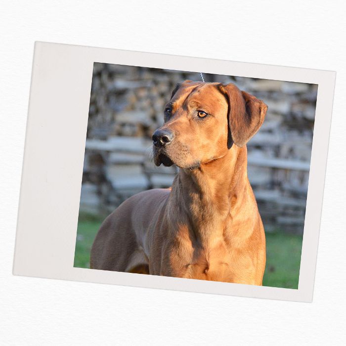 孩子们养的狗的品种