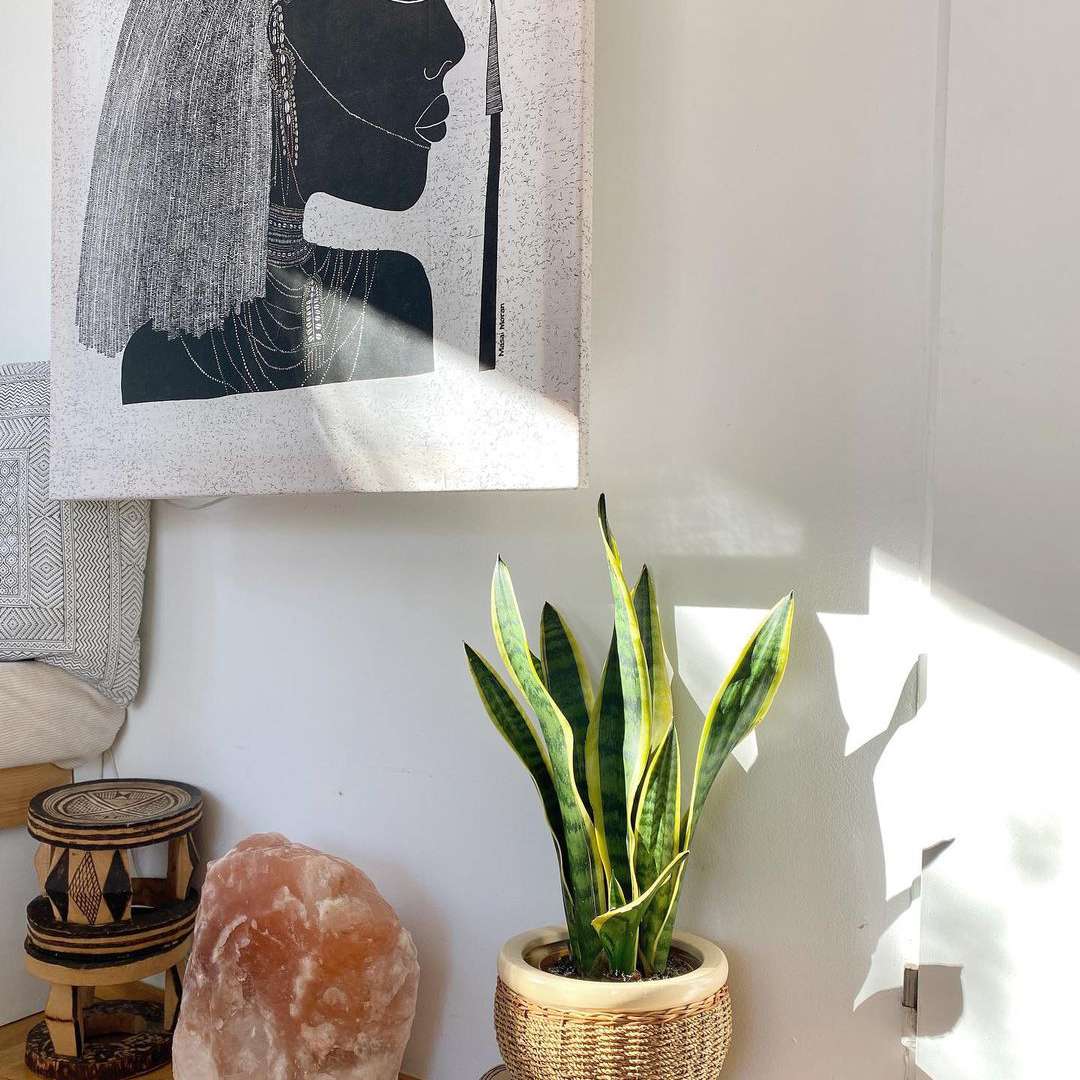 把植物种在柳条篮子里