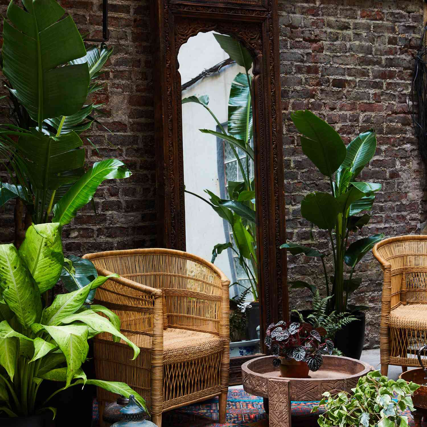 室外庭院有很多植物。