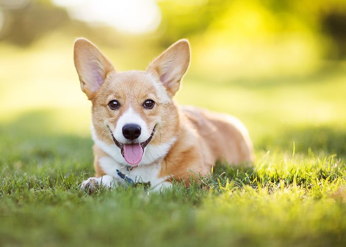 中型犬Breeds-Corgi