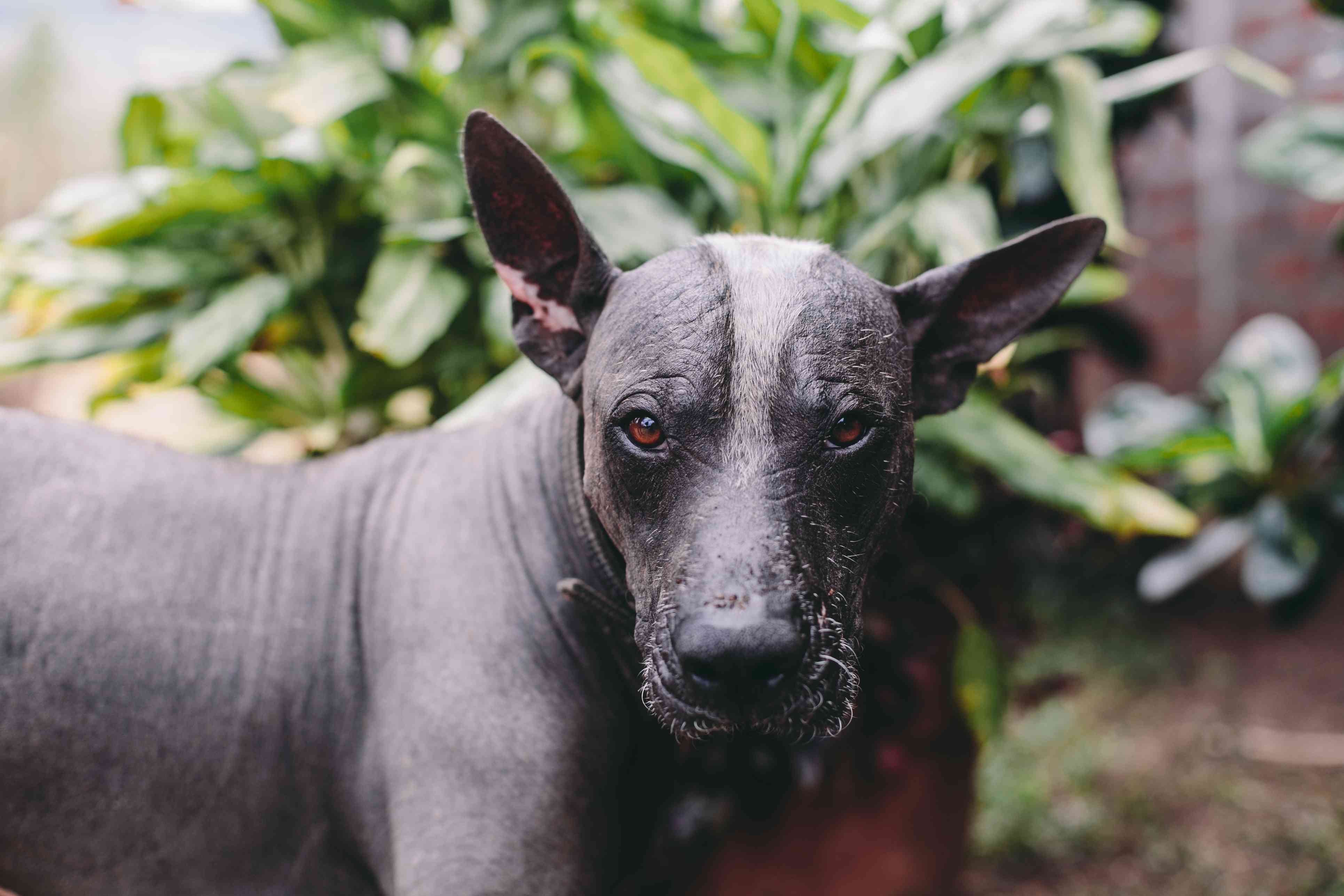 灰色无毛狗有白色胡须站在叶子的正面。