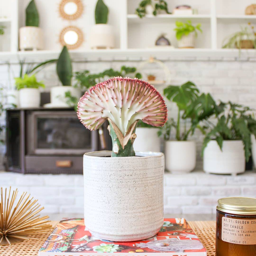 在桌上的珊瑚仙人掌