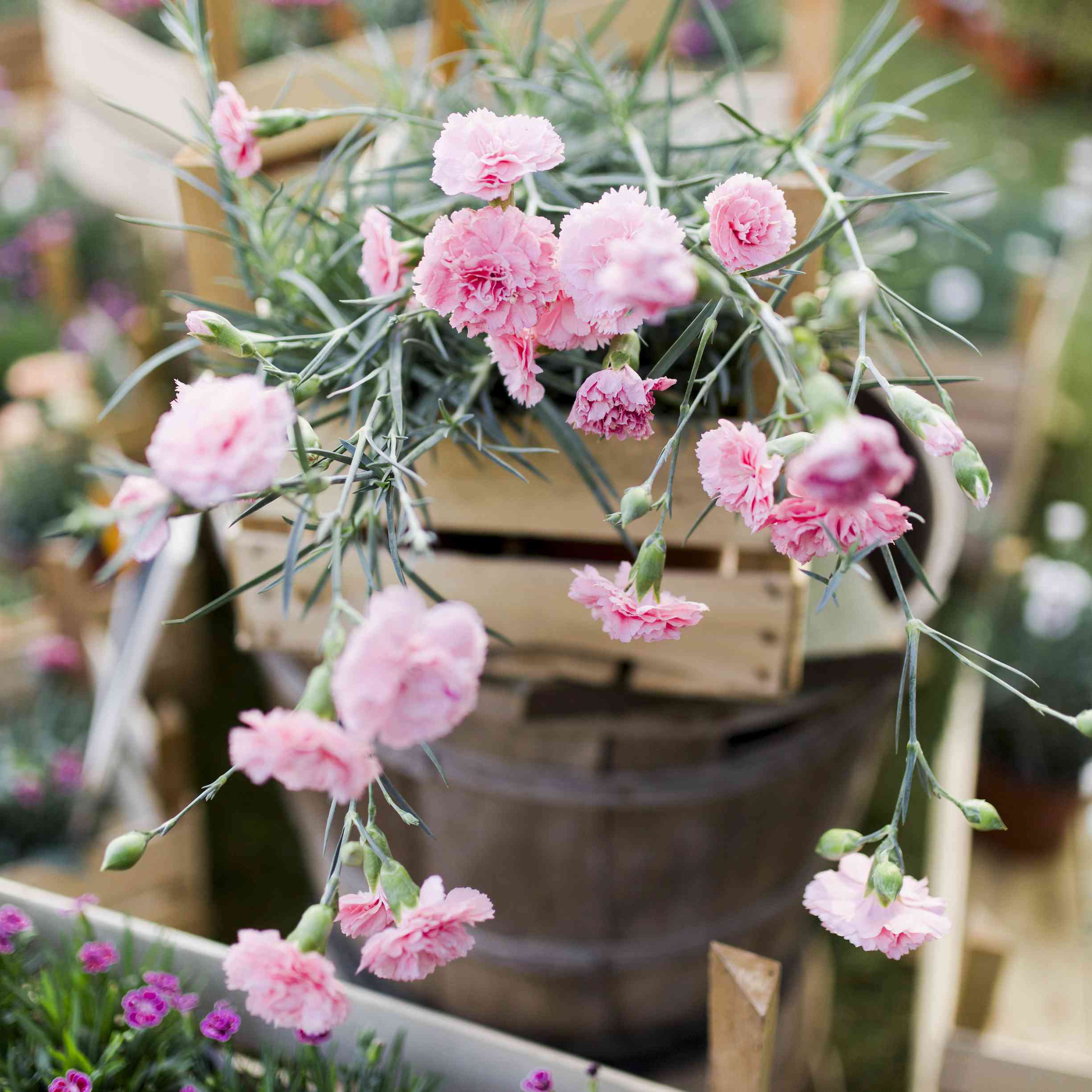 粉色石竹类植物