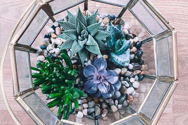 水晶球与植物