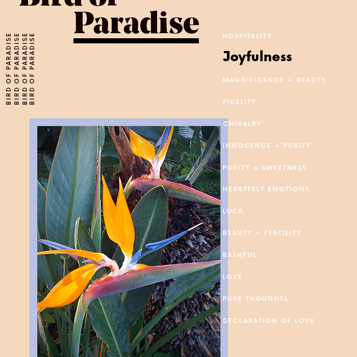 天堂花鸟的意思