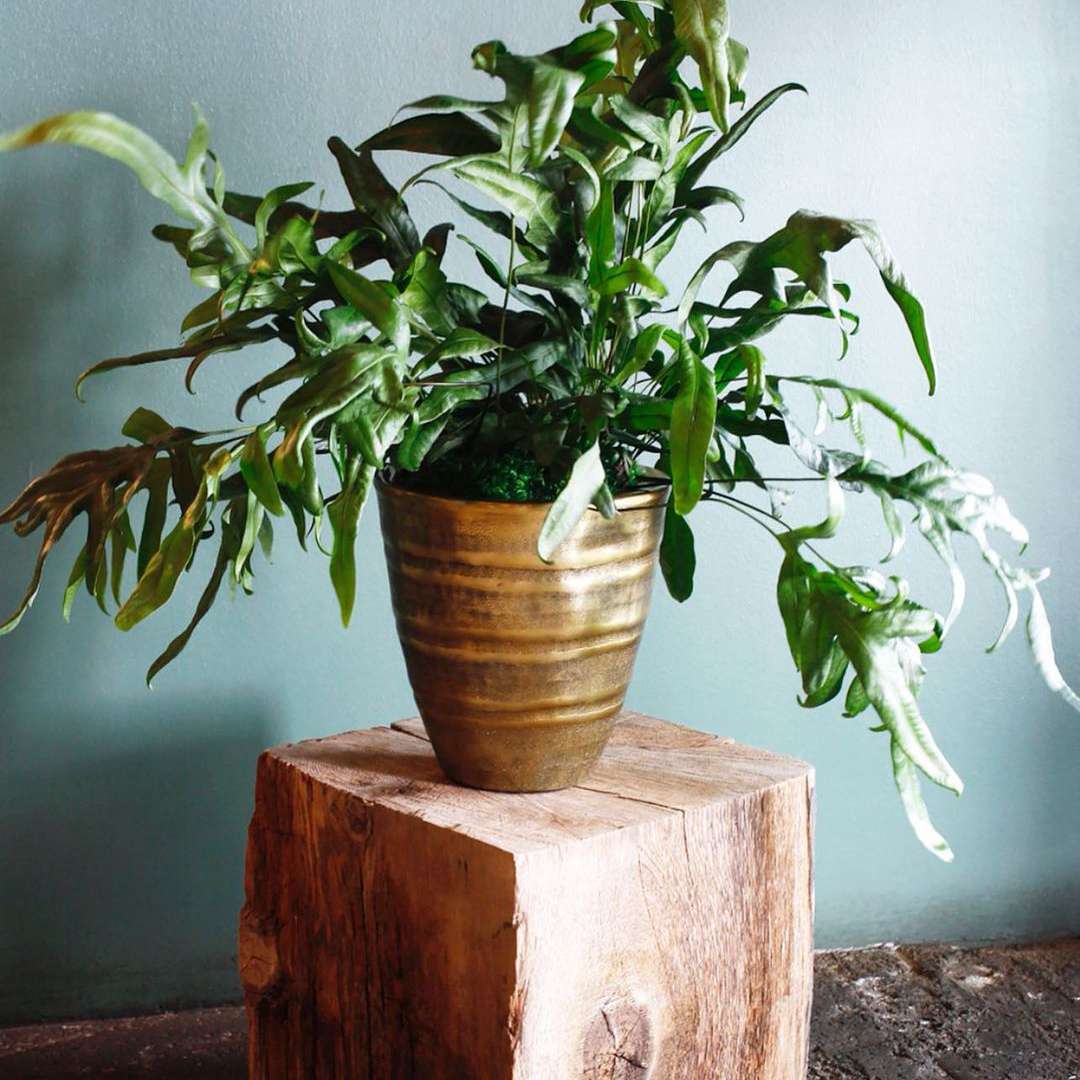 在浅蓝色墙壁的木块上的陶瓷盆里放着袋鼠爪蕨