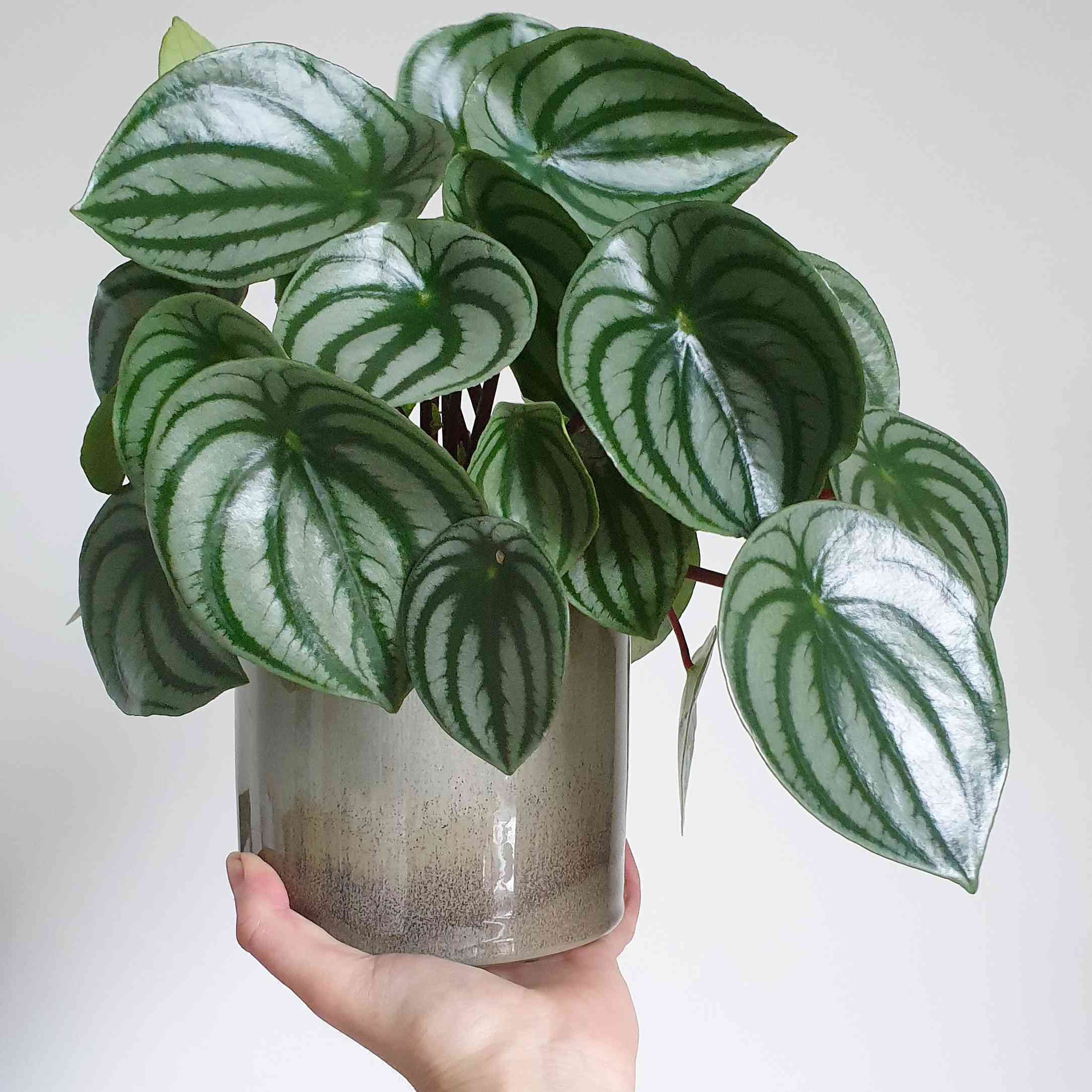 递拿着灰色陶瓷罐的西瓜辣木偶植物反对白色背景