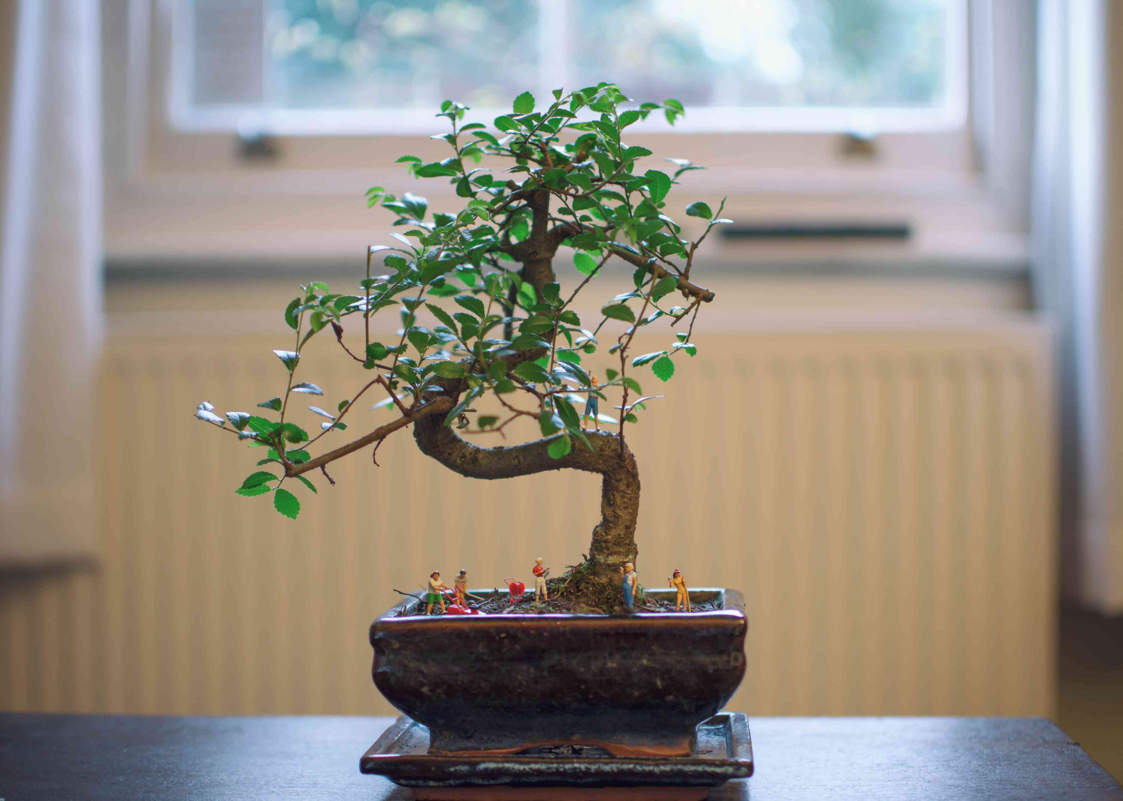 盆景树在一个浅种植者。