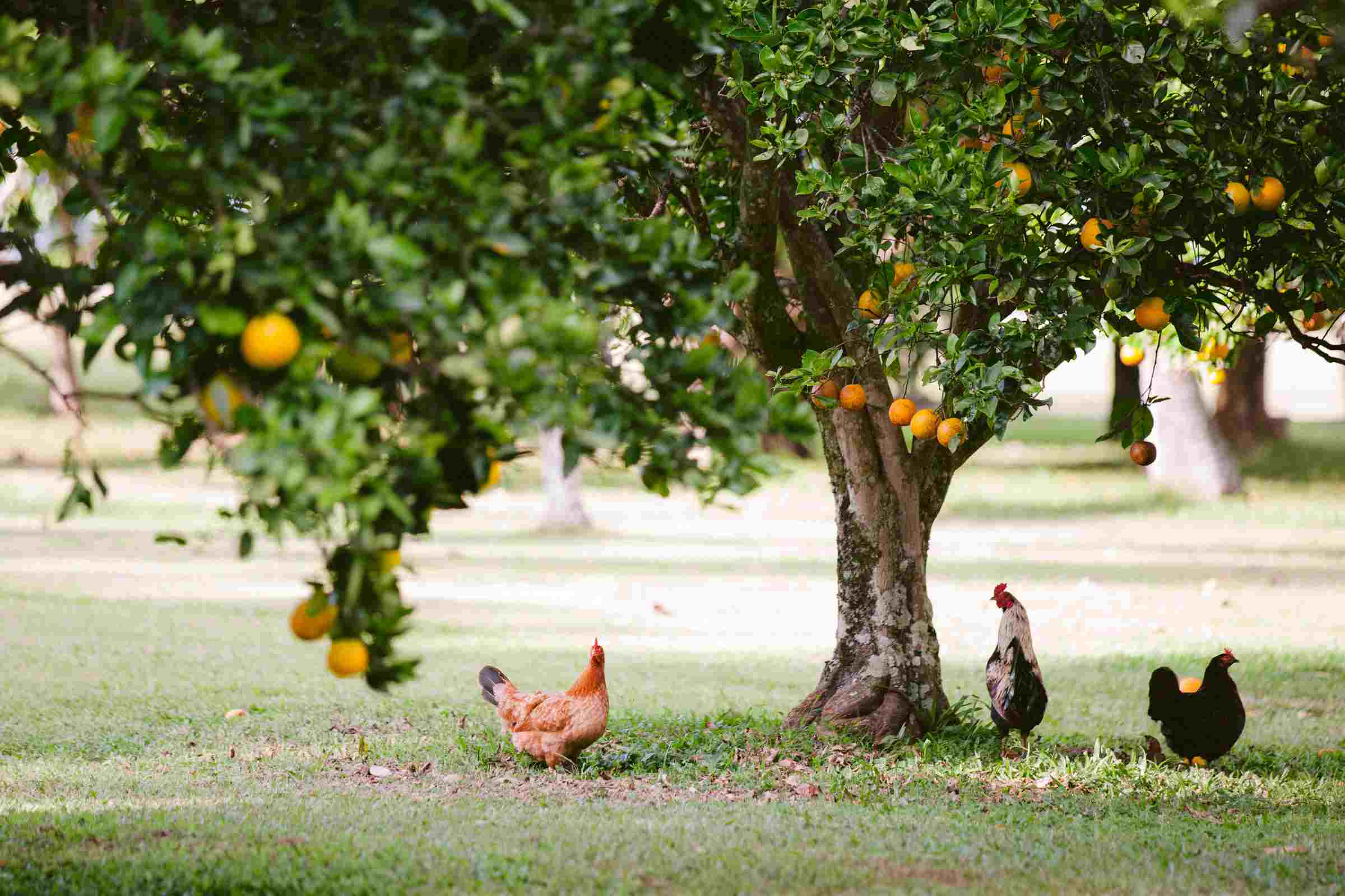 俳句屋果园里的鸡