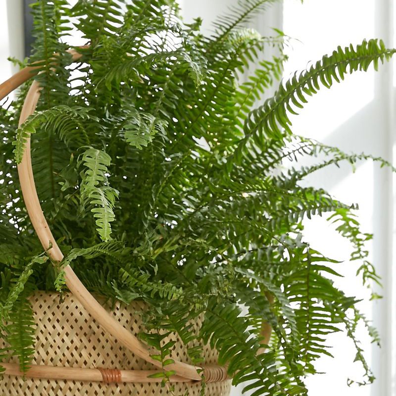 玛戈特挂种植园主