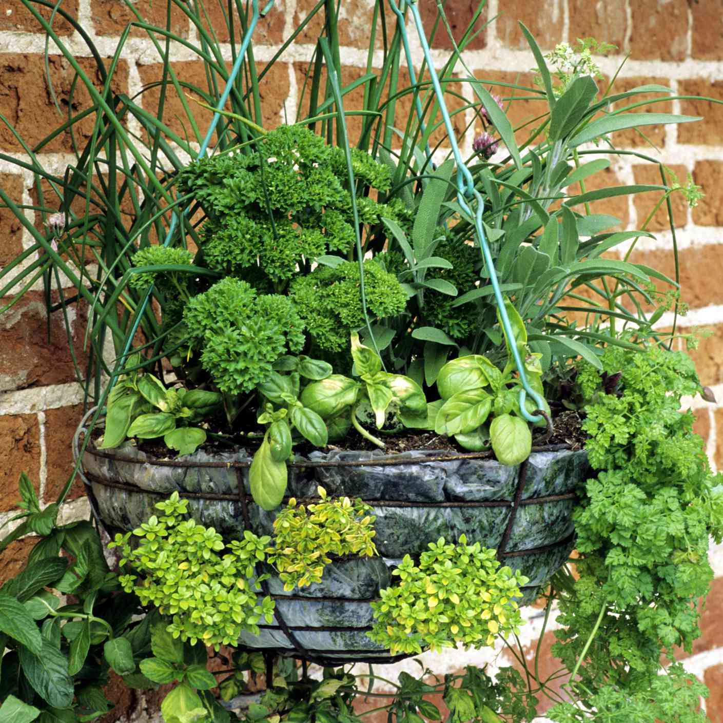 在吊篮种植药材烹饪对着砖墙