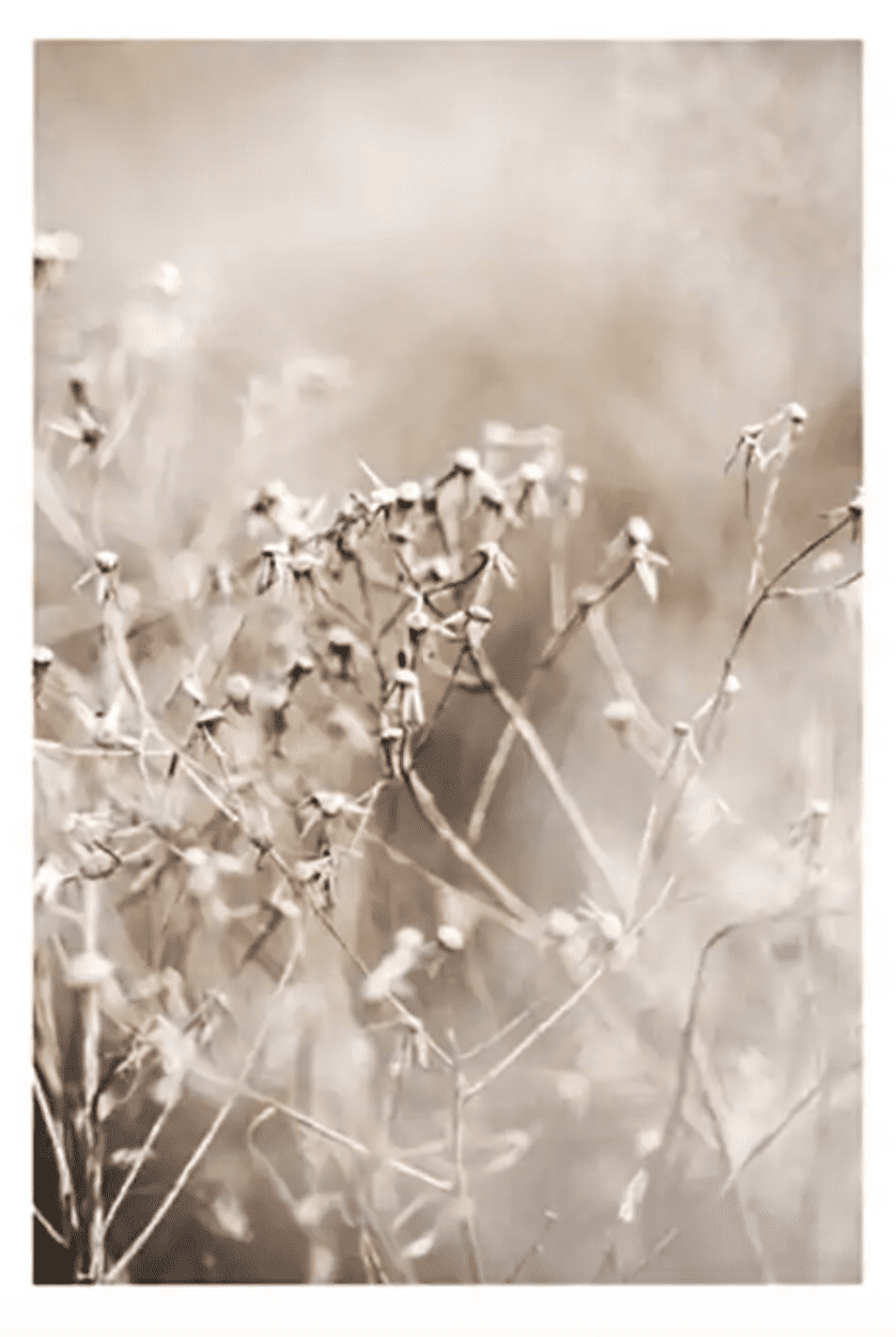 干花生活一号海报