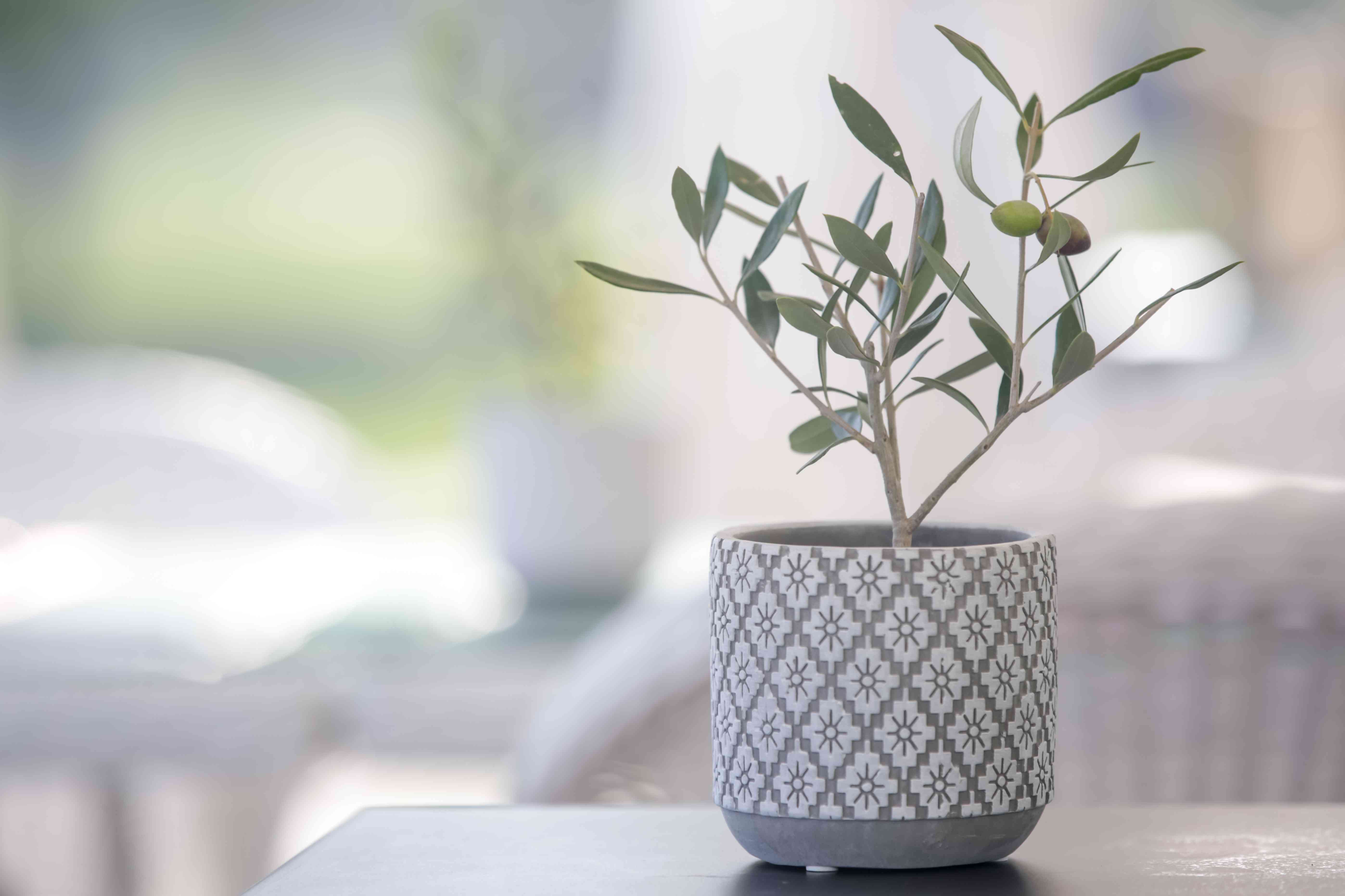 在一个小罐的橄榄树。