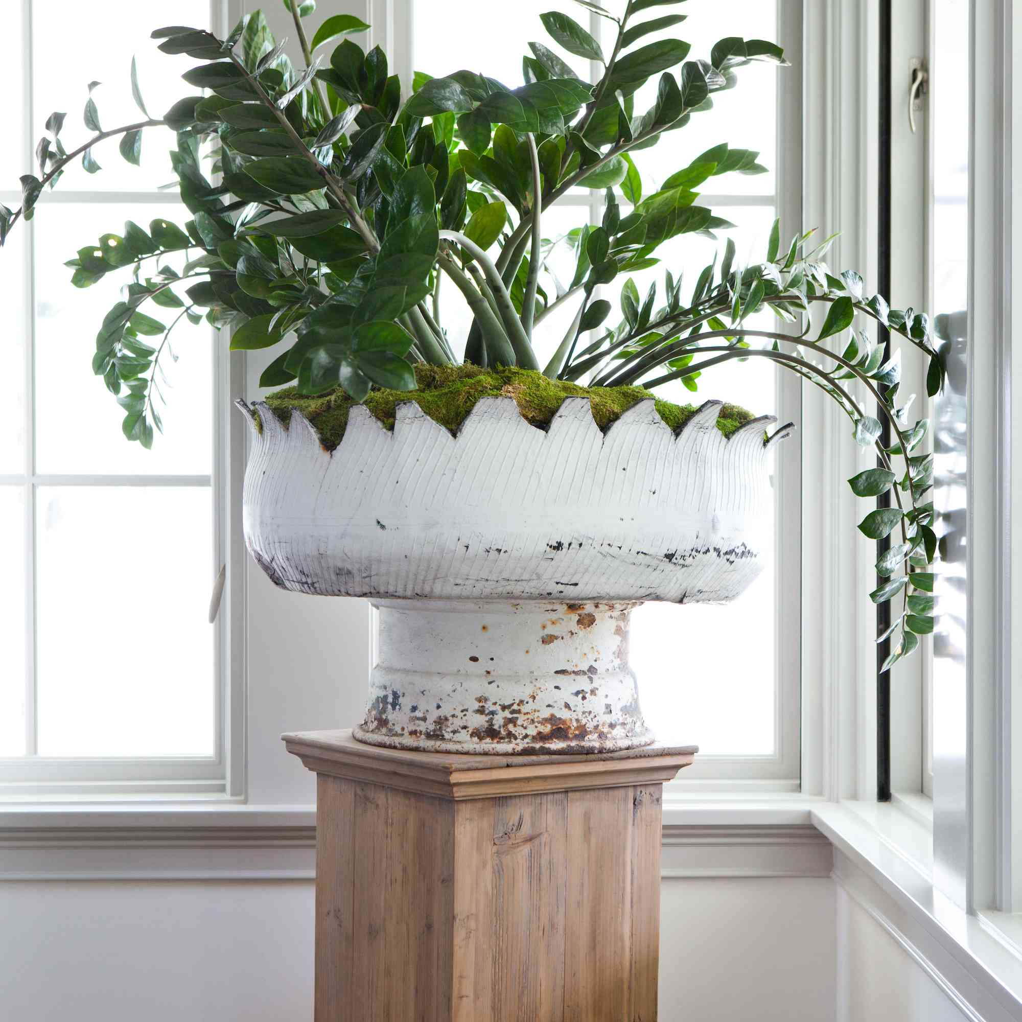 大植物的zz植物。