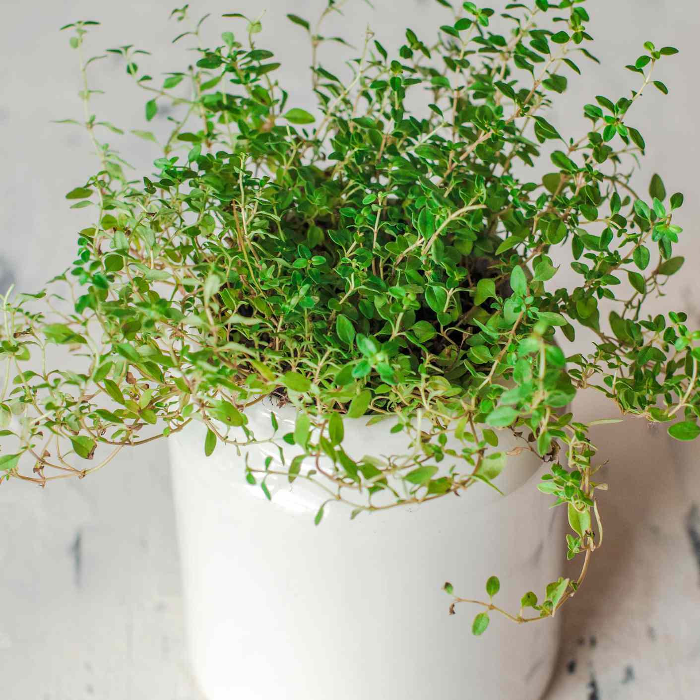 近距离观察百里香植物在一个白色的花盆