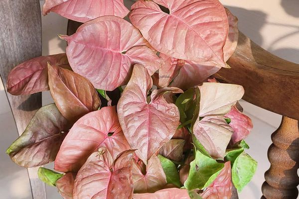 白色罐的桃红色箭头植物在木椅子