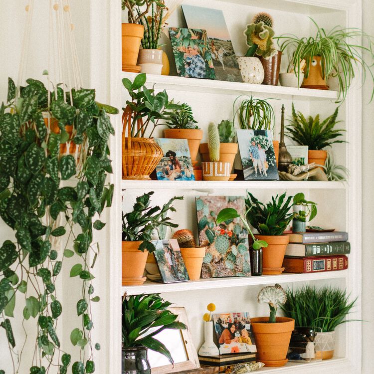 架子充满植物。