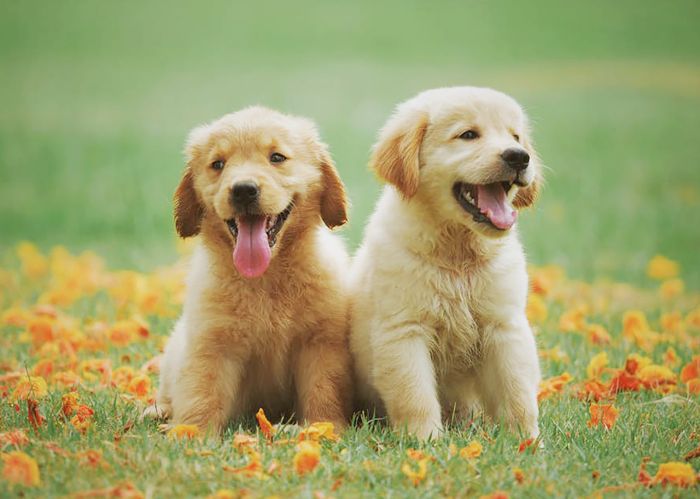 最聪明的犬种 - 拉布拉多犬