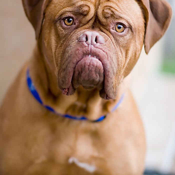 法国獒犬，最大的世界犬种