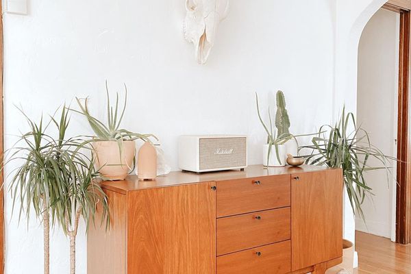 舒缓焦虑的植物