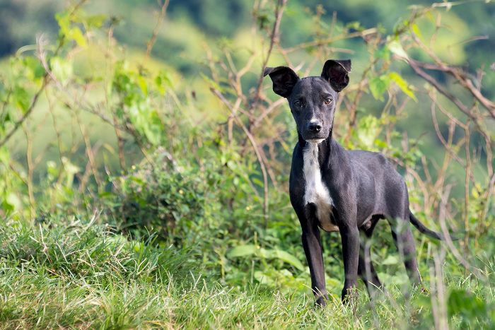 混合品种-10最美丽的犬种