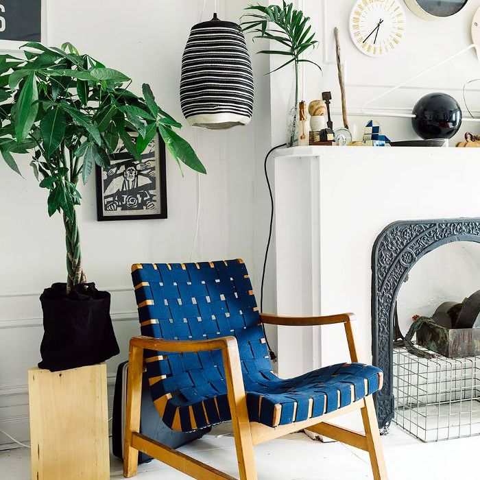 客厅里的绿色植物