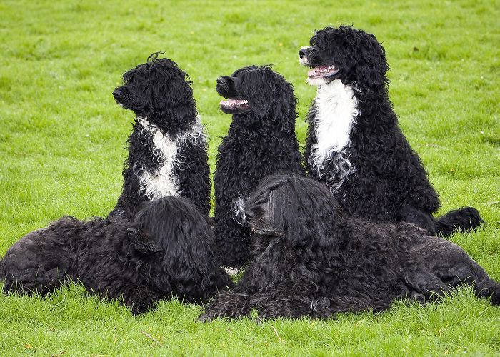 中型犬种——水犬