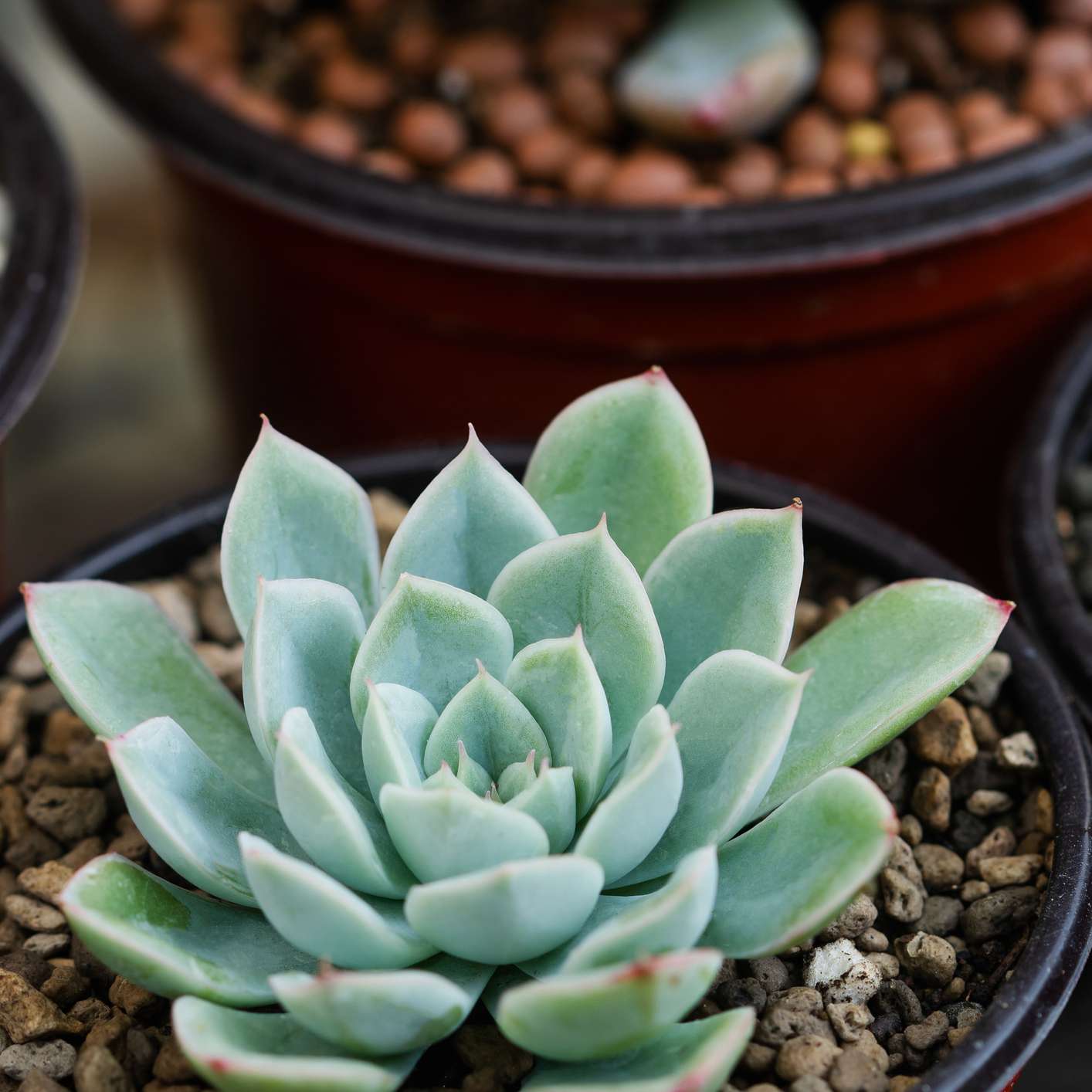 蓝色echeveria多汁盆中与砾石