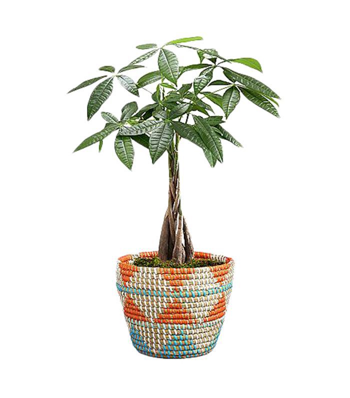 ProPlants部落摇钱树