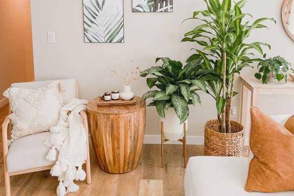 客厅地板上的植物。