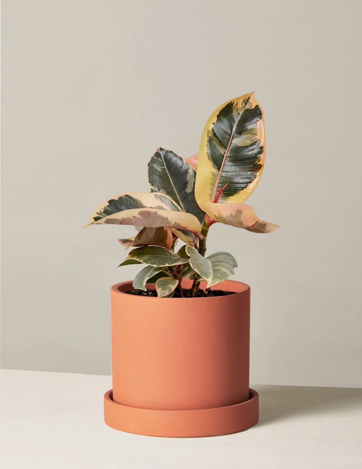 热带榕属植物tineke