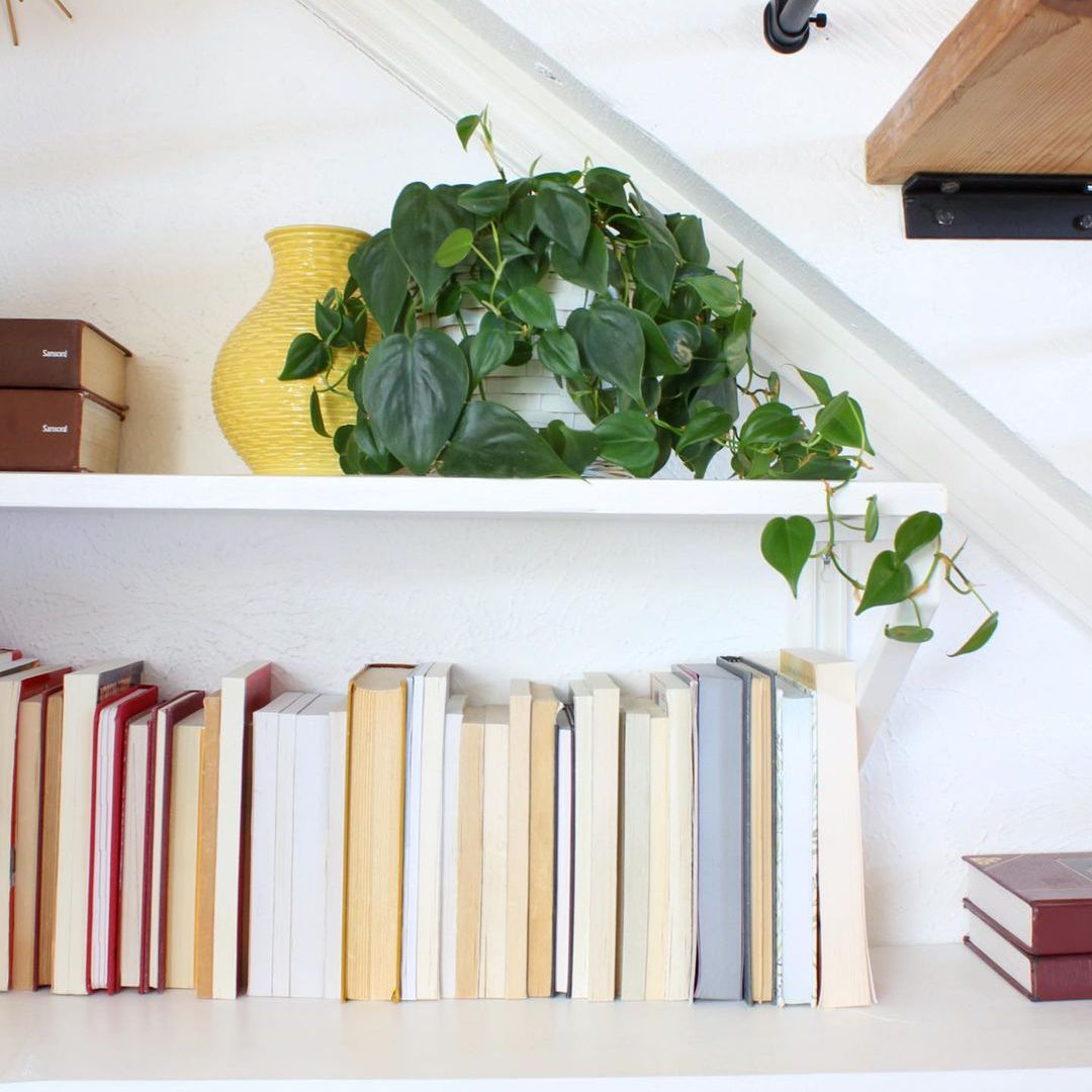 住在落后书籍的书架。